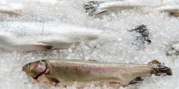 Why choose wild, frozen salmon?